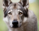 порода чехословацкая волчья собака